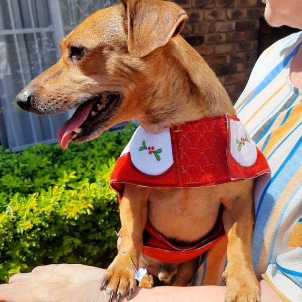 EWC243 Santa Paws Doggy Coat